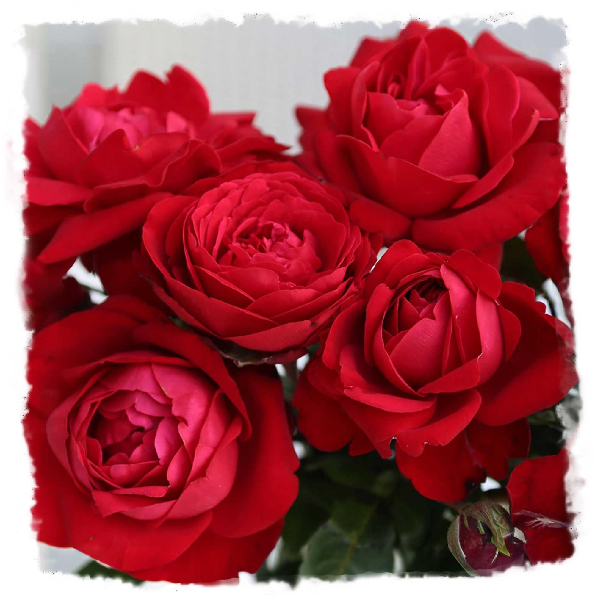 Amazon.com : Tiamo Rose 1.5 Gallon Potted Live Plant, Fragrant